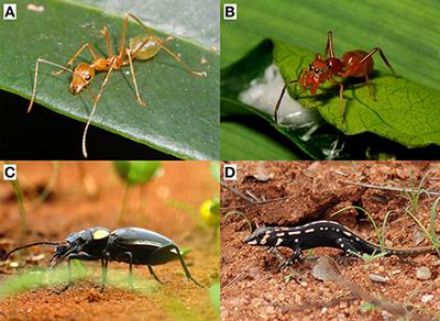 The Evolutionary Importance of Cues in Protective Mimicry